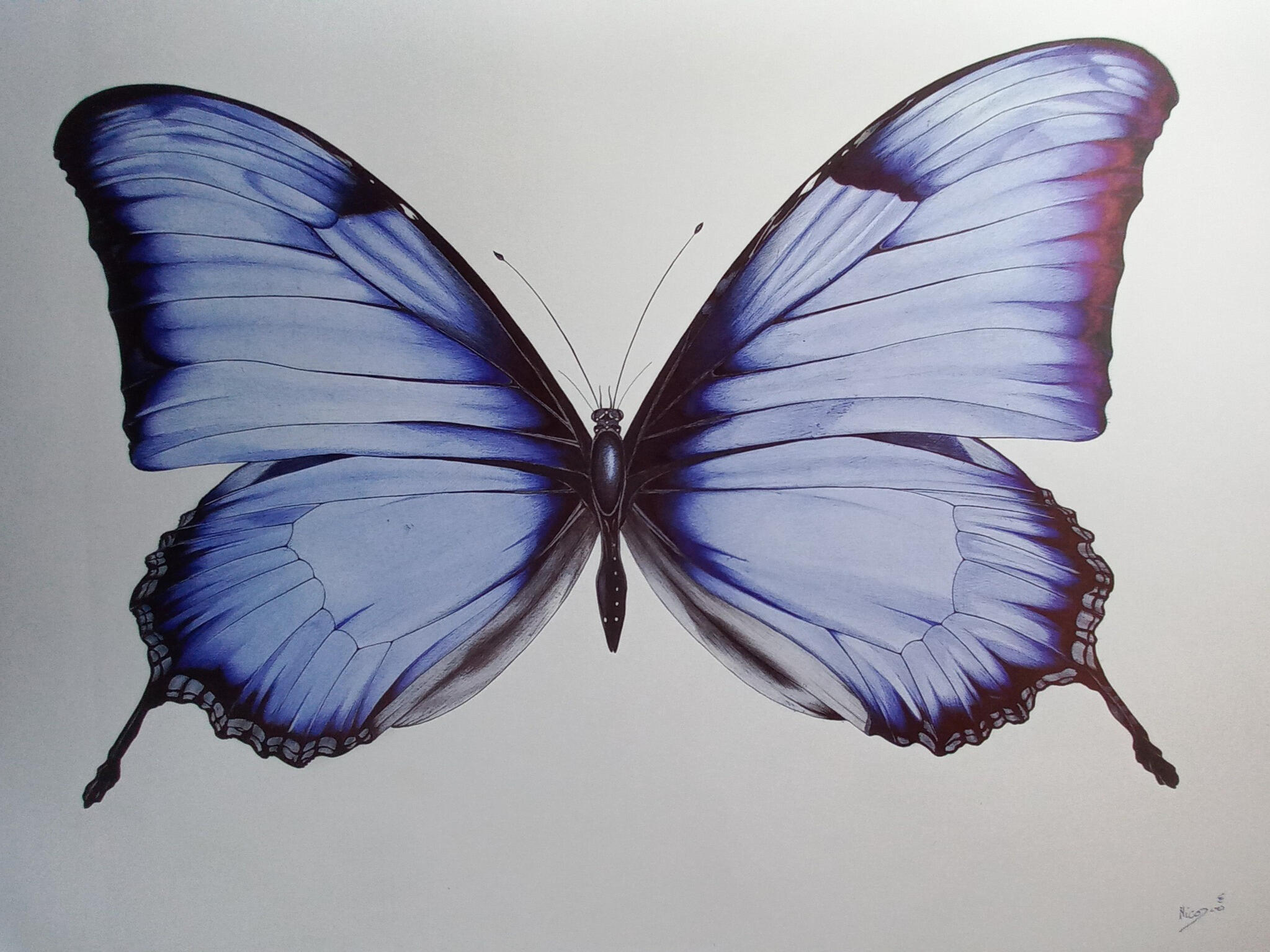 Papillon